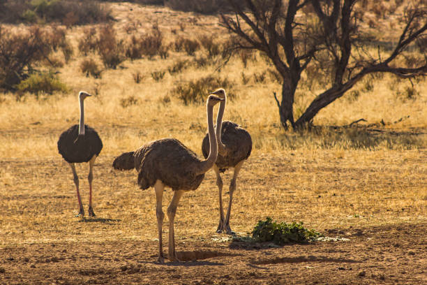 Ostrich in the morning sun. Okavango Delta, Botswana, Africa