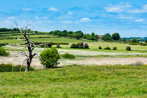 Countryside around Winchelsea in East Sussex