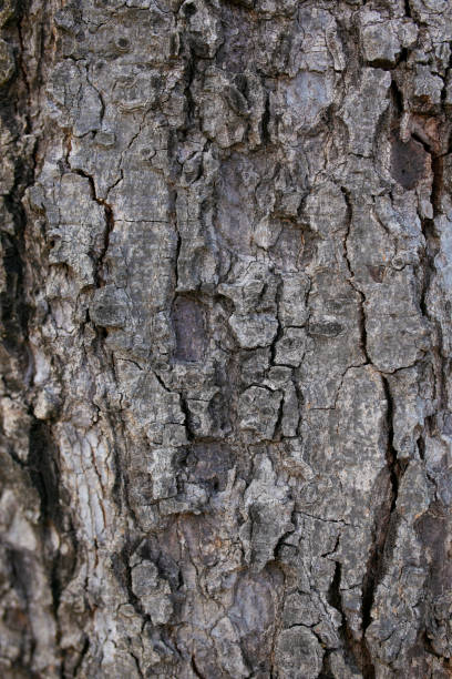 istock Bark of the tree in the park with blurred background. 1550895042