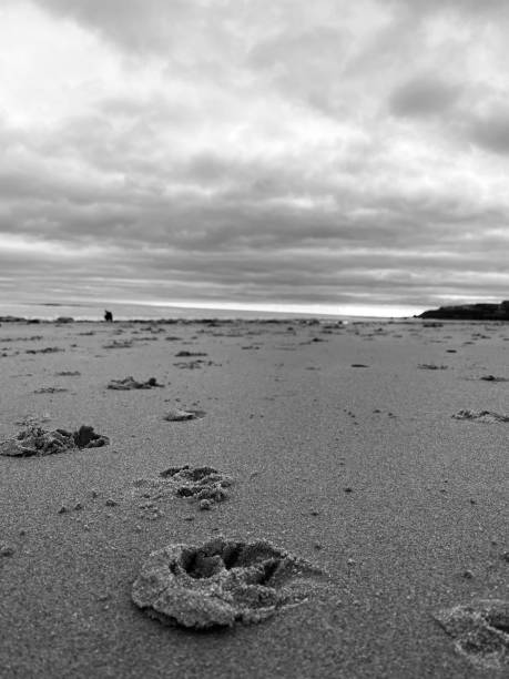 odciski łap psa na plaży w whitley bay - dog paw print beach footprint zdjęcia i obrazy z banku zdjęć