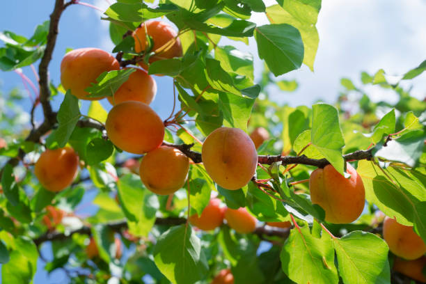 istock Ripe Apricots on the branch in fruit orchard 1550899783