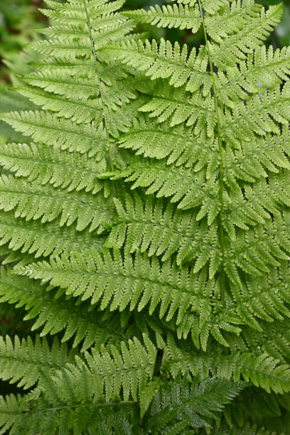 Lady fern, vertical