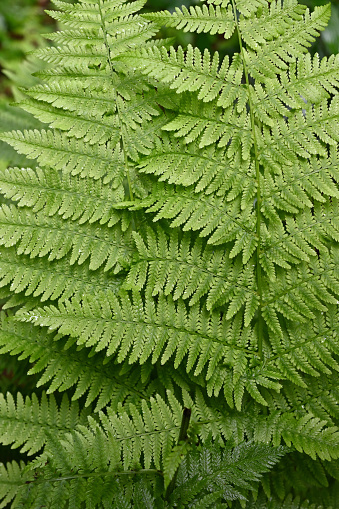 Lady fern in summer, vertical. At a woodland edge in Connecticut. A delicate, feathery, shade-loving fern.