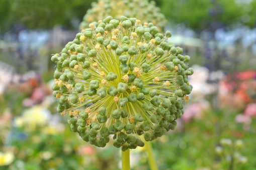'Allium Purple Caila' flower plant with green bead-like seed heads after blooming