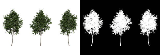 istock fraxinus americana white ash tree on a transparent background 1550937890