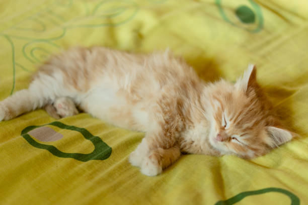 small beautiful red kitten close-up. High quality photo