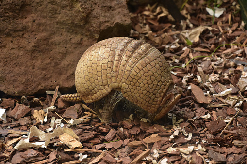 Armadillo arching his back walking in wood chips in the wild.