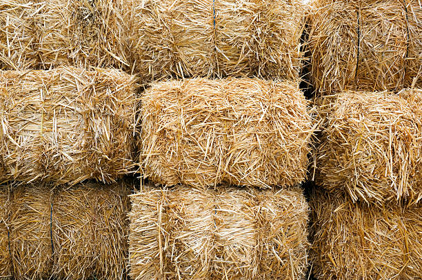 Stacked Straw Hay Bails stock photo