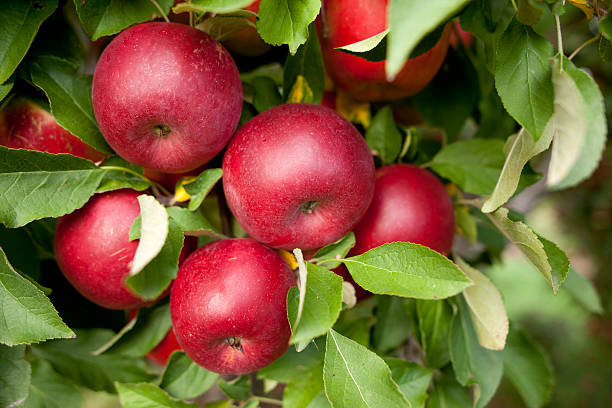 istock A group of red apples in a orchard 155095160