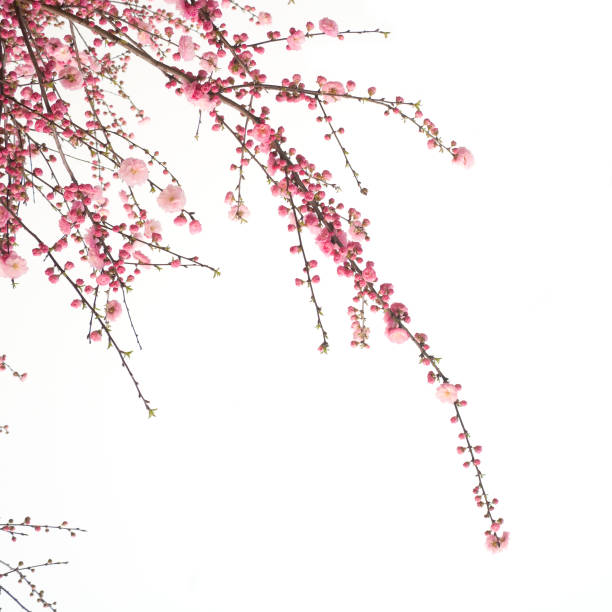 Cherry flower Cherry blossom flower isolated on white background cherry blossom branch on white stock pictures, royalty-free photos & images