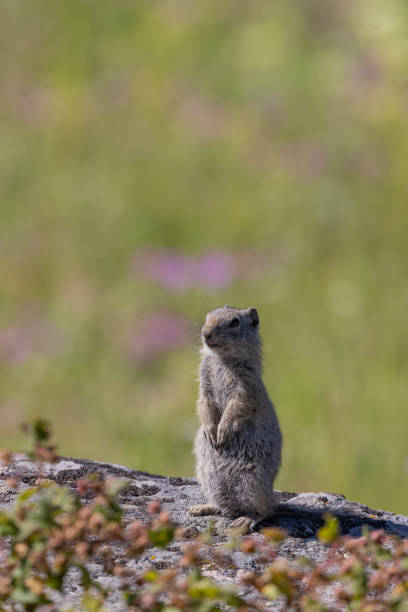 istock Uinta Ground Squirrel in Wyoming 1550952174