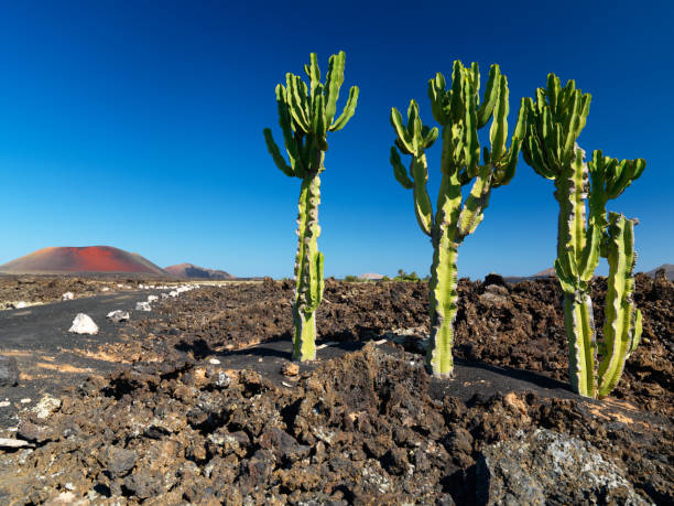 istock lanzarote, volcanic landscape with cactuses 155095518