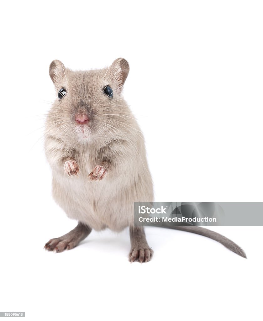 Gerbil Related light box: Mouse - Animal Stock Photo