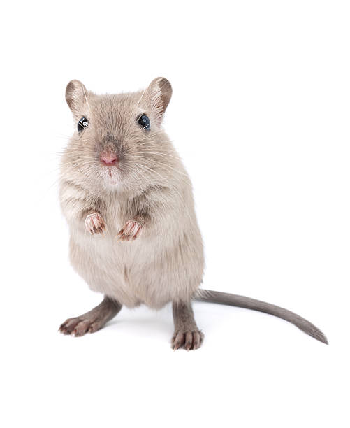 Gerbil Related light box: rat stock pictures, royalty-free photos & images