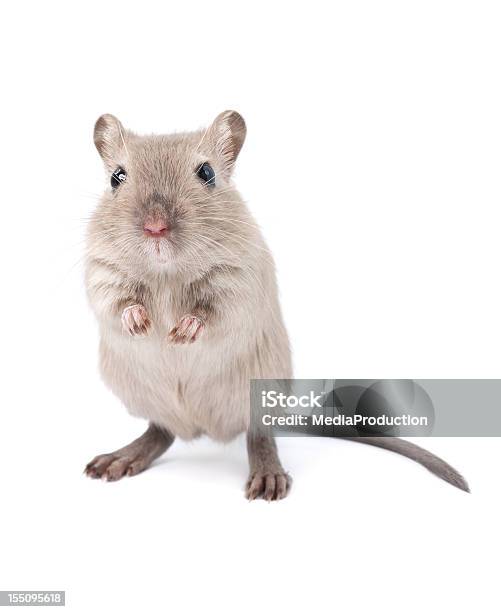 Gerbil Stock Photo - Download Image Now - Mouse - Animal, Rat, White Background