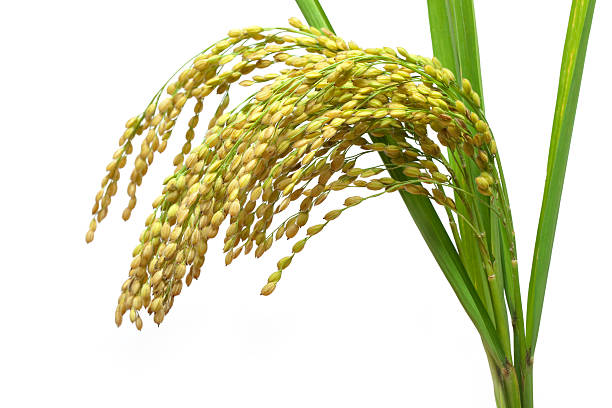 rice - corn corn crop corn on the cob isolated 뉴스 사진 이미지