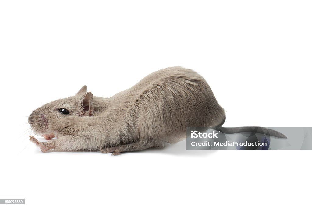 Stretching mouse Stretching/pushing/pulling mouse (Gerbil) isolated on white Mouse - Animal Stock Photo