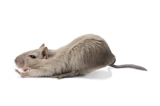 Stretching mouse Stretching/pushing/pulling mouse (Gerbil) isolated on white gerbil stock pictures, royalty-free photos & images