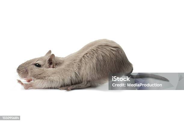 Stretching Mouse Stock Photo - Download Image Now - Mouse - Animal, Cut Out, Humor