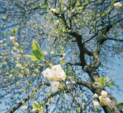Wide angle close-up of flowering blossom on a cherry tree in spring.