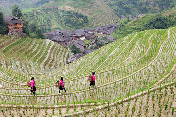 istock Yao Girls Working at Rice Paddy 155095757