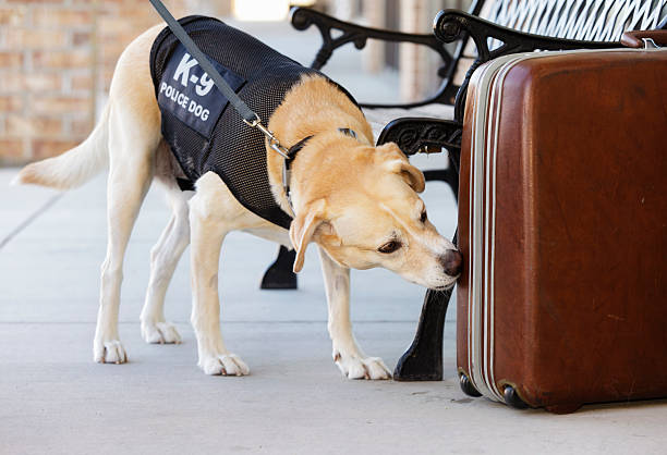 Police Dog An explosives and drug-sniffing police dog investigating a abandoned suitcase. police dog handler stock pictures, royalty-free photos & images