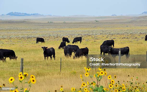 Photo libre de droit de Ranch Du Montana banque d'images et plus d'images libres de droit de Bovin - Bovin, Brouter, Montana - Ouest Américain