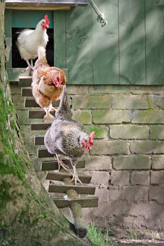 Three chickens climing down a wooden ladder from a traditional henhouse.