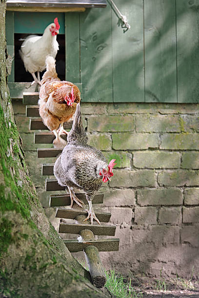 galinhas seguir o líder - chicken house imagens e fotografias de stock