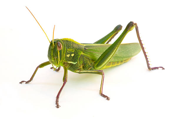 Grasshopper Grasshopper isolated on white background arthropod photos stock pictures, royalty-free photos & images
