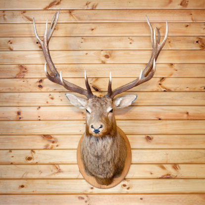 Deer Trophy hanging on a wooden wall in a hunters lodge. Nikon D3X. Converted from RAW. Square crop.