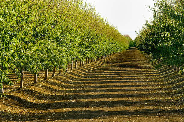 Almond Orchard, Central Valley, California Rows of almond trees in the afternoon sun, autumn, near Colusa, California. orchard stock pictures, royalty-free photos & images