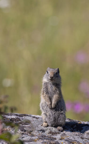 istock Uinta Ground Squirrel in Wyoming 1550960234