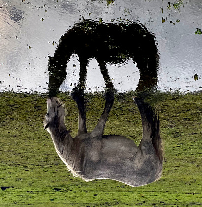 Reflection of a horse drinking rotated through 180 degrees