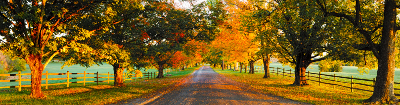A panoramic of a gravel road lined with maple trees at the beginning of autumn. The early morning sun brings out the colors of the leaves.