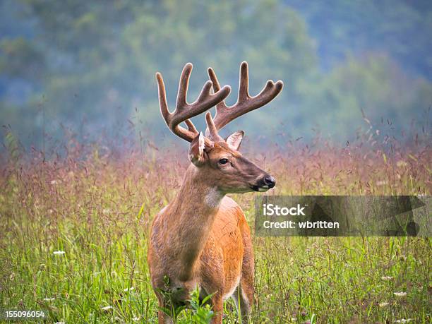 Reductor Deer En Cades Cove Área De La Cadena Montañosa Smoky Mountains Foto de stock y más banco de imágenes de Fauna silvestre