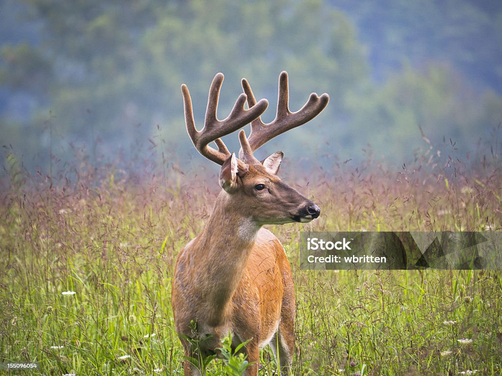 Buck Deer em Cades Cove área da Smoky Mountains - Foto de stock de Fauna Silvestre royalty-free