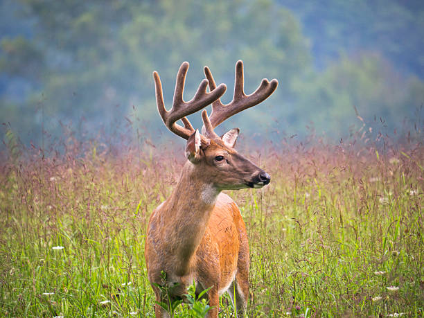 deer buck em cades cove área do efeito smoky montanhas - cades imagens e fotografias de stock