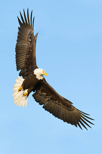 대머리독수리 플라잉 - usa animal bald eagle bird 뉴스 사진 이미지