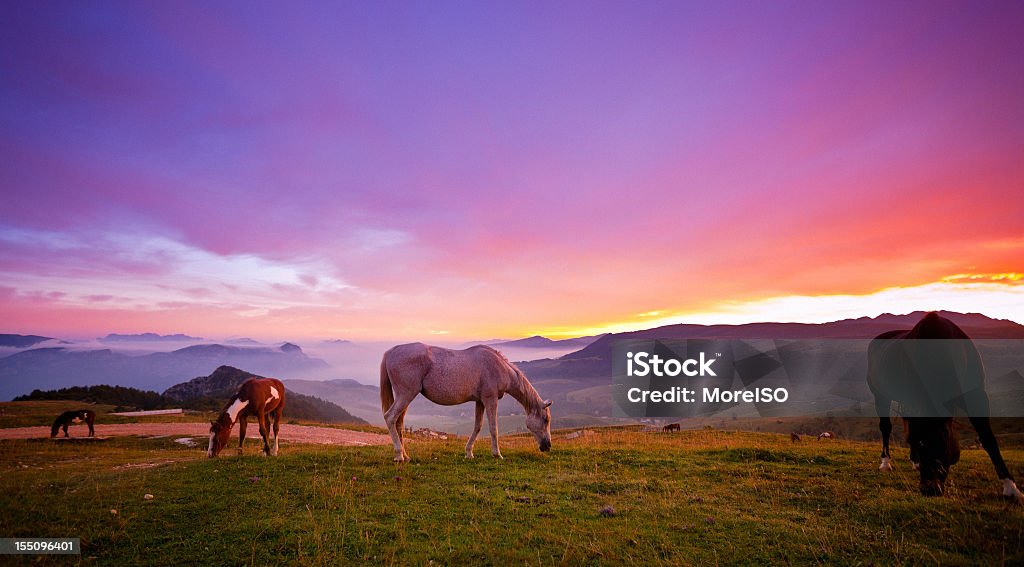 Chevaux paissant l'herbe au lever du soleil - Photo de Cheval libre de droits