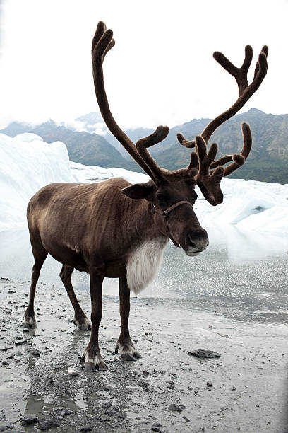 Reindeer on a glacier in Alaska