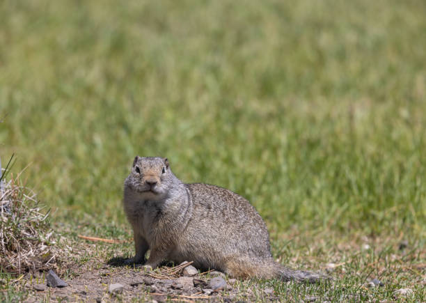 istock Uinta Ground Squirrel in Wyoming 1550965576