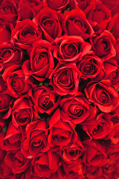 fundo de rosas vermelhas - rose valentines day bouquet red - fotografias e filmes do acervo