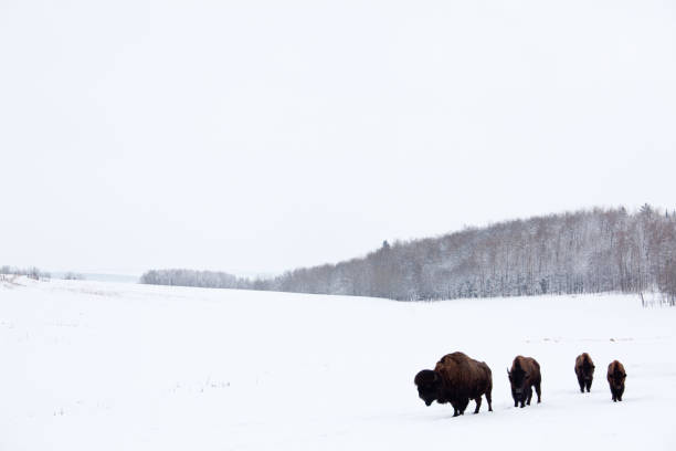 istock Buffalo or Bison on the Plains in Winter 155096598