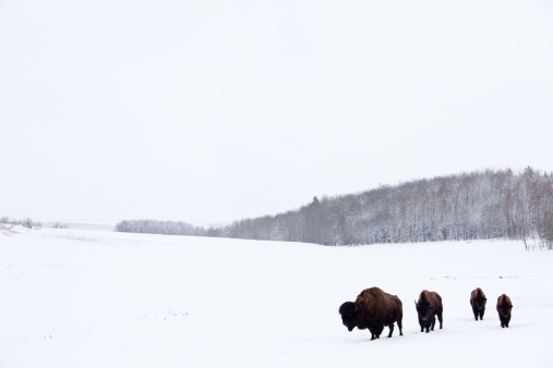 A herd of bison on the plains in winter.A herd of buffalo on the plains in winter. Alberta, canada. A group of domestic bison on a pasture in southern Alberta. Themes include farming, ranching, bison, beef, roaming, great plains, scenic, southern alberta, animals, and winter. 