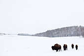 Buffalo or Bison on the Plains in Winter