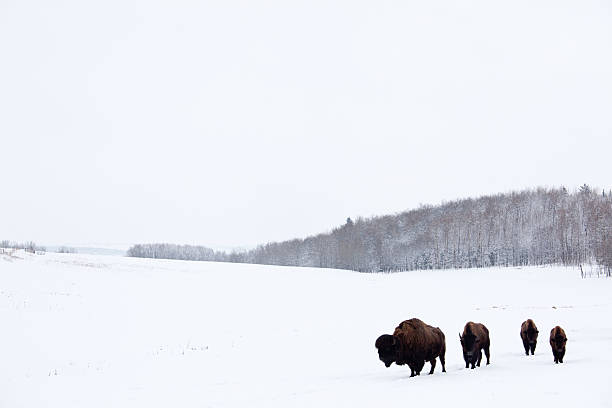 Buffalo or Bison on the Plains in Winter stock photo