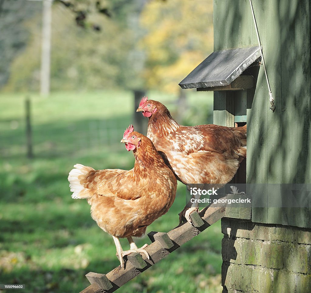 Hens on a Henhouse Ladder Two hens standing on a wooden ladder outside their henhouse. Chicken - Bird Stock Photo