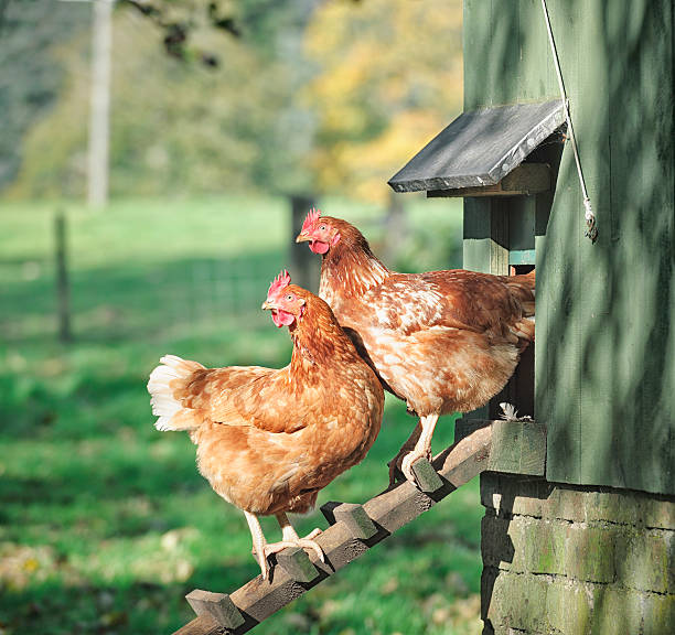Hens on a Henhouse Ladder Two hens standing on a wooden ladder outside their henhouse. animal pen stock pictures, royalty-free photos & images