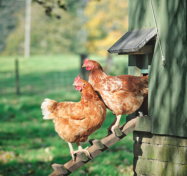 Hens on a Henhouse Ladder Two hens standing on a wooden ladder outside their henhouse. rhode island red chicken stock pictures, royalty-free photos & images